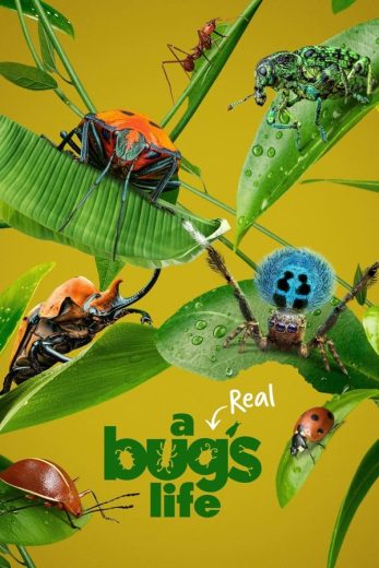 مسلسل A Real Bug’s Life الموسم الاول الحلقة 1 مترجمة